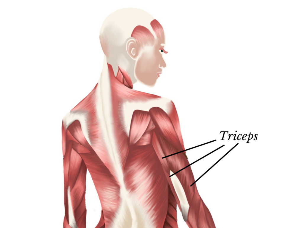 tricep exercises